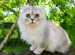 ShayeAnne - Ragamuffin Cat For Sale - Salem&comma; OR&comma; US