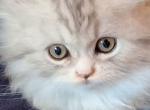 Munchkin Purrsian - Munchkin Kitten For Sale - 