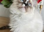 Valentine babies - Ragdoll Kitten For Sale - 