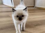 March babies - Ragdoll Kitten For Sale - 