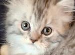 Munchkin Purrrsian - Munchkin Kitten For Sale - 