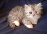 Reduced Munchkin Persian - Munchkin Kitten For Sale - LA&comma; US