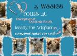 Maddie Mac Litter 3 Week 3 - Scottish Fold Kitten For Sale - Ocklawaha&comma; FL&comma; US