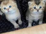 Adorable babies - Scottish Fold Kitten For Sale - Sonoma&comma; CA&comma; US
