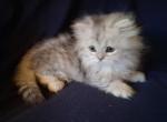 Munchkin Persian - Munchkin Kitten For Sale - LA&comma; US
