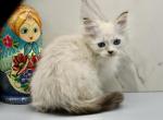Knight of RomanovCats - Siberian Kitten For Sale - Ashburn&comma; VA&comma; US