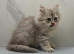 Kiri of RomanovCats - Siberian Kitten For Sale - Ashburn&comma; VA&comma; US