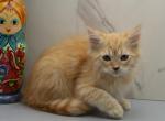 Jungle of RomanovCats - Siberian Kitten For Sale - Ashburn&comma; VA&comma; US