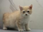 Jazz of RomanovCats - Siberian Kitten For Sale - Ashburn&comma; VA&comma; US