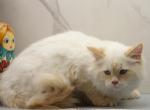Dancer of RomanovCats - Siberian Kitten For Sale - 
