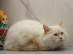 Dancer of RomanovCats - Siberian Cat For Sale - Ashburn&comma; VA&comma; US