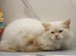 Dancer of RomanovCats - Siberian Kitten For Sale - 