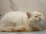 Dancer of RomanovCats - Siberian Kitten For Sale - Ashburn&comma; VA&comma; US