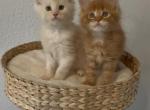 Monny - Maine Coon Kitten For Sale - Sacramento&comma; CA&comma; US