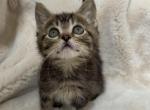 Marble - Polydactyl Kitten For Sale - Battle Ground&comma; WA&comma; US