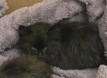Single kitten - Maine Coon Kitten For Sale - San Antonio&comma; TX&comma; US