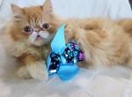 Red Bicolor Boy - Persian Kitten For Sale - Oklahoma City&comma; OK&comma; US