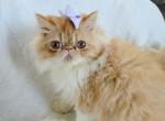 Purple Bow girl - Persian Kitten For Sale - Oklahoma City&comma; OK&comma; US