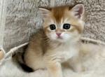 Sunny Golden Scottish Straight Female - Scottish Straight Kitten For Sale - Vancouver&comma; WA&comma; US