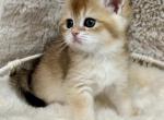 Sunny Golden Scottish Straight Female - Scottish Straight Kitten For Sale - WA&comma; US