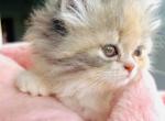 Millie moon - Persian Kitten For Sale - Bourbonnais&comma; IL&comma; US