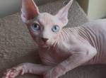 Pitbull Odd Eye Sphynx - Sphynx Kitten For Sale - Oklahoma City&comma; OK&comma; US