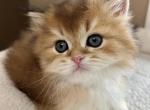 Teddy Bear Longhair Scottish Straight Male - Scottish Straight Kitten For Sale - Vancouver&comma; WA&comma; US
