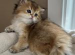 Teddy Bear Longhair Scottish Straight Male - Scottish Straight Kitten For Sale - 