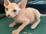 The Rock Blue Eyed Sphynx - Sphynx Kitten For Sale - Oklahoma City&comma; OK&comma; US