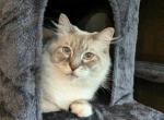 Freya - Ragdoll Cat For Adoption - Vancouver&comma; WA&comma; US