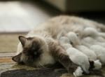 Chocolate's litter - Ragdoll Kitten For Sale - 