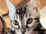 Beautiful Bengal girl kitten - Bengal Kitten For Sale - Reinholds&comma; PA&comma; US