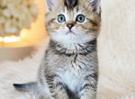 Lemur - Scottish Straight Kitten For Sale - Boca Raton&comma; FL&comma; US