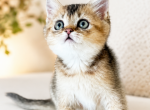 Alice - Scottish Straight Kitten For Sale - Boca Raton&comma; FL&comma; US