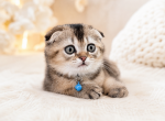 Leo - Scottish Fold Kitten For Sale - Boca Raton&comma; FL&comma; US