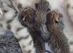 F3 SAVANNAH LITTER OF 4 - Savannah Kitten For Sale - Orange&comma; CA&comma; US