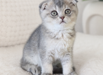 Mia - Scottish Fold Kitten For Sale - 