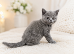 Perl - Scottish Straight Kitten For Sale - 