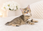 Marquis - Scottish Straight Kitten For Sale - 