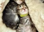 Simba from Lion King Litter - Siberian Kitten For Sale - Belchertown&comma; MA&comma; US
