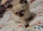 Scotty - Scottish Fold Kitten For Sale - Whiteford&comma; MD&comma; US