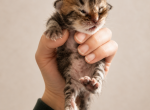 Nala from Lion King Litter - Siberian Kitten For Sale - Belchertown&comma; MA&comma; US