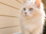 Celeste - Ragdoll Cat For Sale - Salem&comma; OR&comma; US