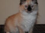 Phoebe - Ragdoll Kitten For Sale - 