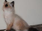 Parker - Ragdoll Kitten For Sale - 