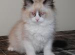 Porscha Cherubim Ragdoll - Ragdoll Kitten For Sale - 