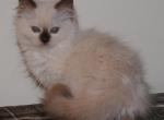 Primrose Cherubim Ragdoll - Ragdoll Kitten For Sale - 
