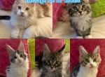 Stevie & Versace's First Litter - Maine Coon Kitten For Sale - North Olmsted&comma; OH&comma; US