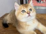 Ginger - Scottish Straight Kitten For Sale - Davenport&comma; FL&comma; US