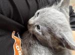 Mittens - Domestic Kitten For Adoption - Bakersfield&comma; CA&comma; US